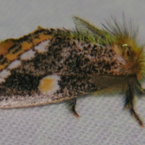 Epicoma protrahens at Sheldon, QLD - suppressed