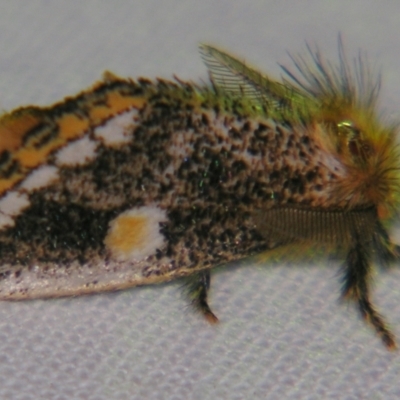 Epicoma protrahens (A Prominent moth) at Sheldon, QLD - 30 Nov 2007 by PJH123