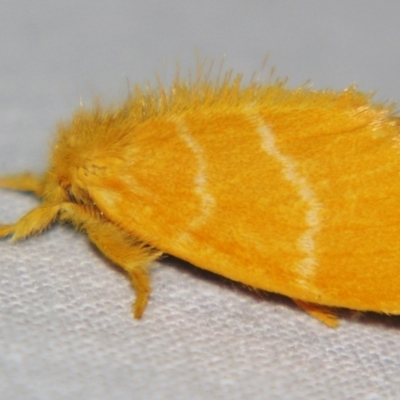 Euproctis lutea (Lymantriinae (Yellow Tussock)) at Sheldon, QLD - 30 Nov 2007 by PJH123