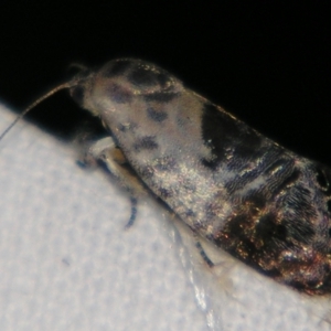 Eupselia carpocapsella at Sheldon, QLD - suppressed