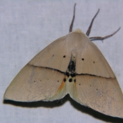 Gastrophora henricaria (Fallen-bark Looper, Beautiful Leaf Moth) at Sheldon, QLD - 1 Dec 2007 by PJH123