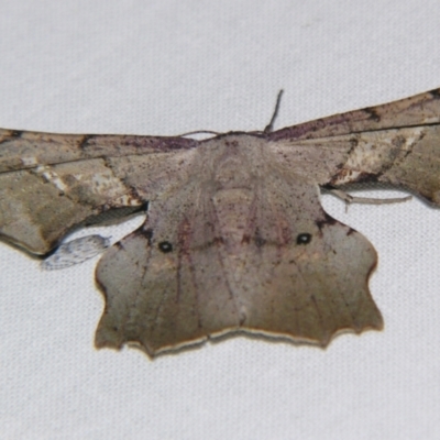 Gonodontis orthotoma (A Geometer moth (Ennominae)) at Sheldon, QLD - 30 Nov 2007 by PJH123