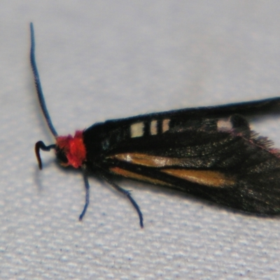 Hestiochora intermixta (A Forester or Burnet moth (Zygaenidae)) at Sheldon, QLD - 30 Nov 2007 by PJH123