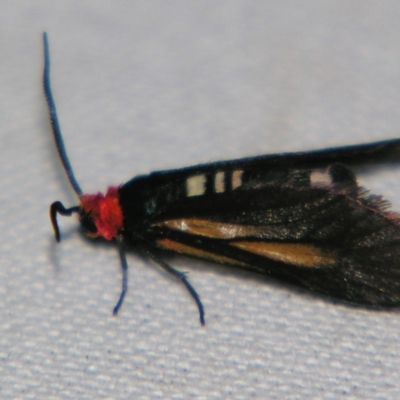 Hestiochora intermixta (A Forester or Burnet moth (Zygaenidae)) at Sheldon, QLD by PJH123