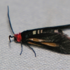 Hestiochora furcata (A zygaenid moth) at Sheldon, QLD - 30 Nov 2007 by PJH123