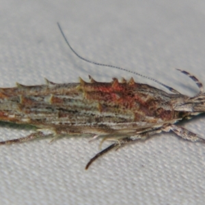 Leptozestis (genus) at Sheldon, QLD - suppressed