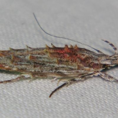 Leptozestis (genus) (A Gelechioid moth (Cosmopterigidae)) at Sheldon, QLD - 1 Dec 2007 by PJH123