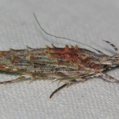 Leptozestis (genus) (A Gelechioid moth (Cosmopterigidae)) at Sheldon, QLD - 1 Dec 2007 by PJH123