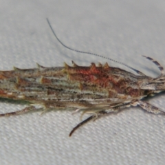 Leptozestis (genus) (A Gelechioid moth (Cosmopterigidae)) at Sheldon, QLD - 1 Dec 2007 by PJH123