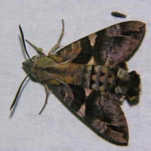 Macroglossum errans at Sheldon, QLD - suppressed