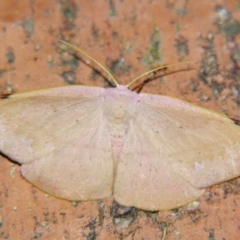 Onycodes rubra (A Geometer moth (Oenochrominae)) at Sheldon, QLD - 30 Nov 2007 by PJH123