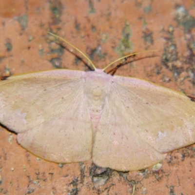 Onycodes rubra (A Geometer moth (Oenochrominae)) at Sheldon, QLD - 30 Nov 2007 by PJH123