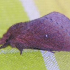 Opsirhina alphaea (Other moths (Lasiocampidae)) at Sheldon, QLD - 30 Nov 2007 by PJH123