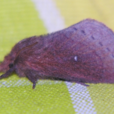 Opsirhina alphaea (Other moths (Lasiocampidae)) at Sheldon, QLD - 30 Nov 2007 by PJH123