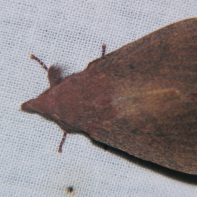 Pararguda crenulata (Lappett moth or Snout moth) at Sheldon, QLD - 1 Dec 2007 by PJH123