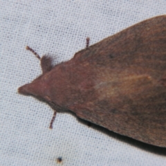 Pararguda crenulata (Lappett moth or Snout moth) at Sheldon, QLD - 1 Dec 2007 by PJH123