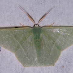 Pelagodes veraria (A Geometer moth (Geometrinae)) at Sheldon, QLD - 1 Dec 2007 by PJH123