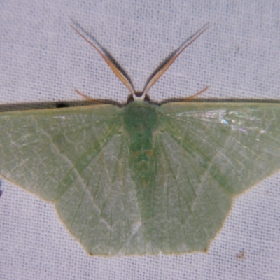 Pelagodes veraria (A Geometer moth (Geometrinae)) at Sheldon, QLD - 30 Nov 2007 by PJH123