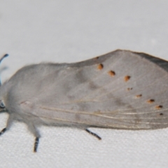 Pinara (genus) (Snout moth) at Sheldon, QLD - 30 Nov 2007 by PJH123
