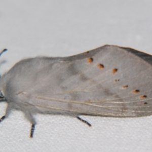 Pinara (genus) at Sheldon, QLD - 30 Nov 2007
