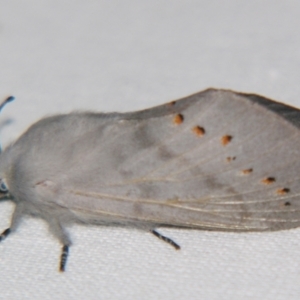 Pinara (genus) at Sheldon, QLD - suppressed