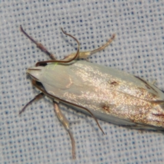 Plectophila discalis (Xyloryctidae) at Sheldon, QLD - 1 Dec 2007 by PJH123