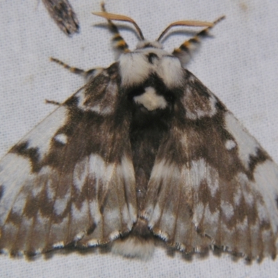 Porela vitulina (Banded Porela) at Sheldon, QLD - 30 Nov 2007 by PJH123