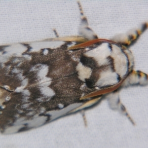 Porela vitulina at Sheldon, QLD - 30 Nov 2007