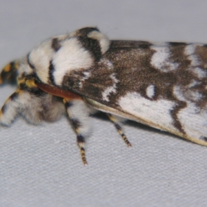 Porela vitulina at Sheldon, QLD - 30 Nov 2007