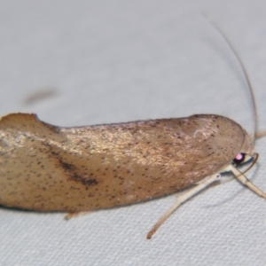 Pilostibes (genus) at Sheldon, QLD - suppressed