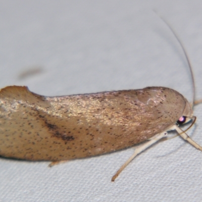 Pilostibes (genus) (A Concealer moth (Xloryctinae)) at Sheldon, QLD - 30 Nov 2007 by PJH123