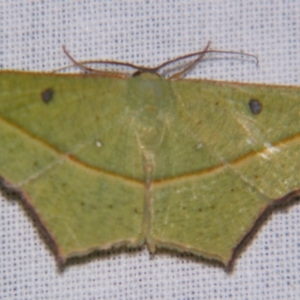 Traminda aventiaria at Sheldon, QLD - 30 Nov 2007