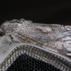 Trismelasmos donovani (A Wood moth (Cossidae)) at Sheldon, QLD - 1 Dec 2007 by PJH123