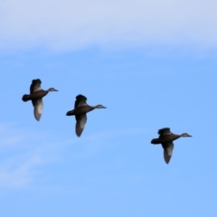 Anas superciliosa at Fyshwick, ACT - 2 Dec 2023