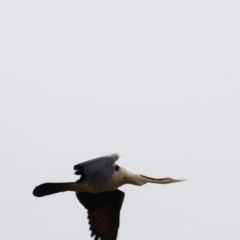 Anhinga novaehollandiae (Australasian Darter) at Fyshwick, ACT - 2 Dec 2023 by JimL