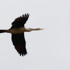 Anhinga novaehollandiae at Fyshwick, ACT - 2 Dec 2023 10:17 AM