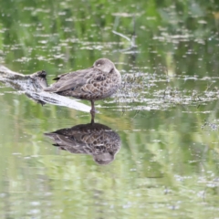 Anas gracilis (Grey Teal) at Jerrabomberra Wetlands - 2 Dec 2023 by JimL