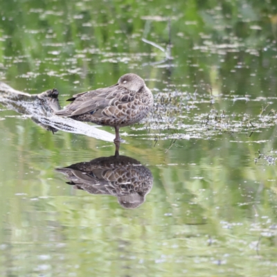 Anas gracilis (Grey Teal) at Jerrabomberra Wetlands - 2 Dec 2023 by JimL