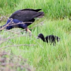 Porphyrio melanotus (Australasian Swamphen) at Jerrabomberra Wetlands - 2 Dec 2023 by JimL