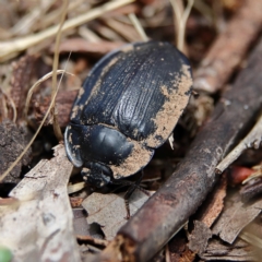 Pterohelaeus piceus (Pie-dish beetle) at Cantor Crescent Woodland - 2 Dec 2023 by Trevor