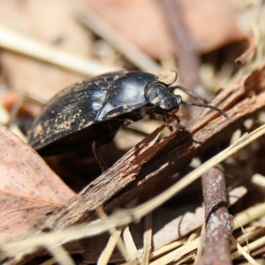 Pterohelaeus piceus at Cantor Crescent Woodland, Higgins - 2 Dec 2023 11:30 AM