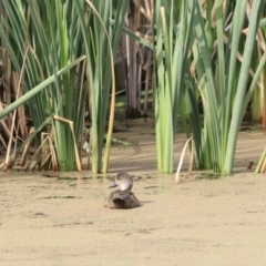 Anas gracilis (Grey Teal) at Fyshwick, ACT - 2 Dec 2023 by JimL