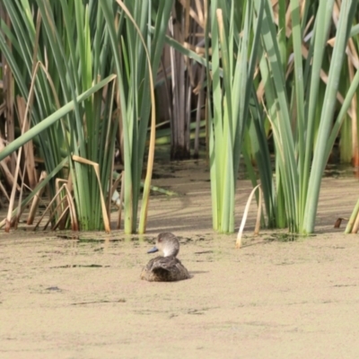 Anas gracilis (Grey Teal) at Fyshwick, ACT - 1 Dec 2023 by JimL