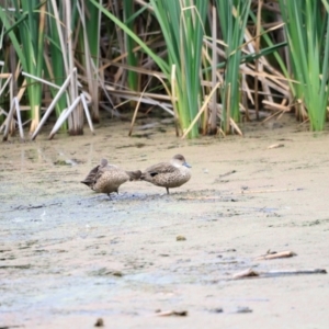 Anas gracilis at Fyshwick, ACT - 2 Dec 2023 09:17 AM