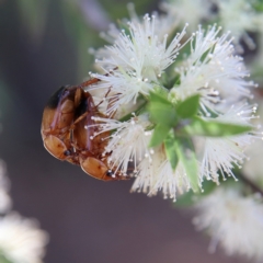 Phyllotocus macleayi (Nectar scarab) at Cantor Crescent Woodland, Higgins - 2 Dec 2023 by MichaelWenke