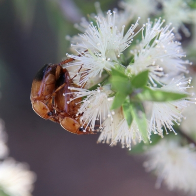 Phyllotocus macleayi (Nectar scarab) at Cantor Crescent Woodland, Higgins - 2 Dec 2023 by MichaelWenke