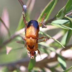 Phyllotocus macleayi at Cantor Crescent Woodland, Higgins - 2 Dec 2023