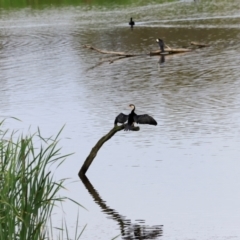 Microcarbo melanoleucos (Little Pied Cormorant) at Fyshwick, ACT - 1 Dec 2023 by JimL