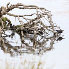 Tachybaptus novaehollandiae (Australasian Grebe) at Jerrabomberra Wetlands - 2 Dec 2023 by JimL