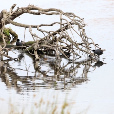 Tachybaptus novaehollandiae (Australasian Grebe) at Fyshwick, ACT - 1 Dec 2023 by JimL